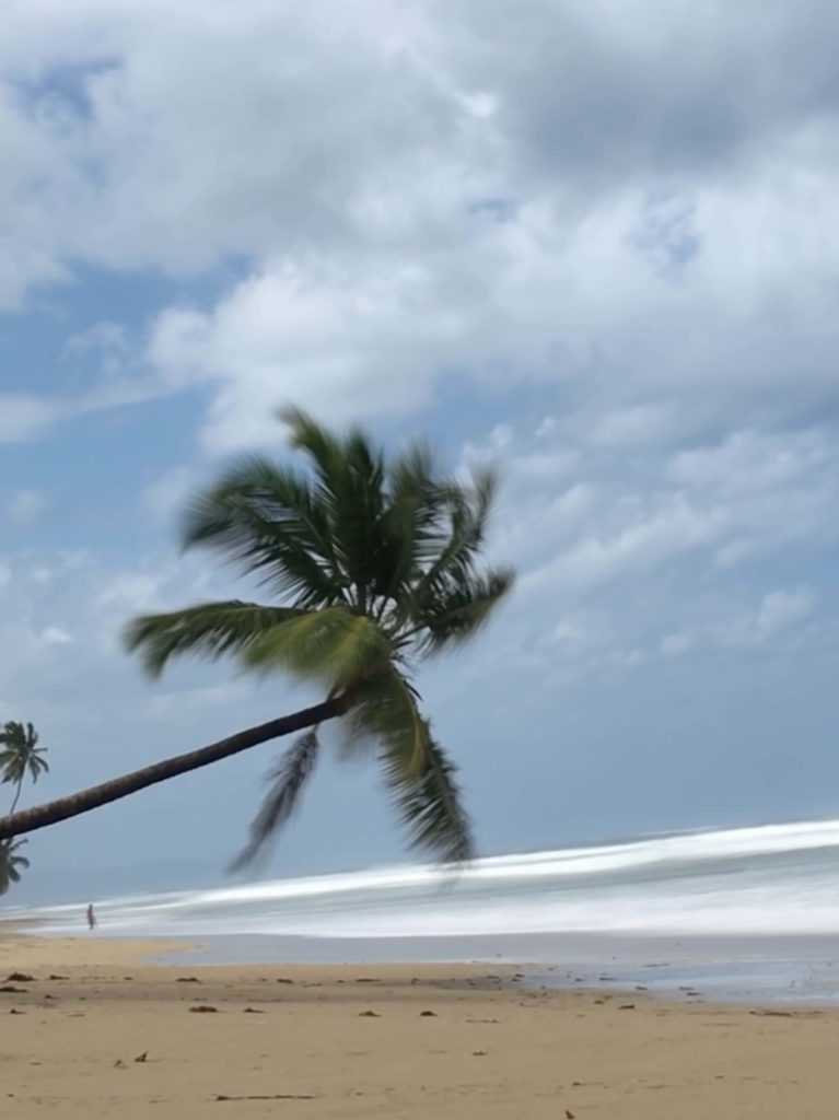 Coson Beach Palm