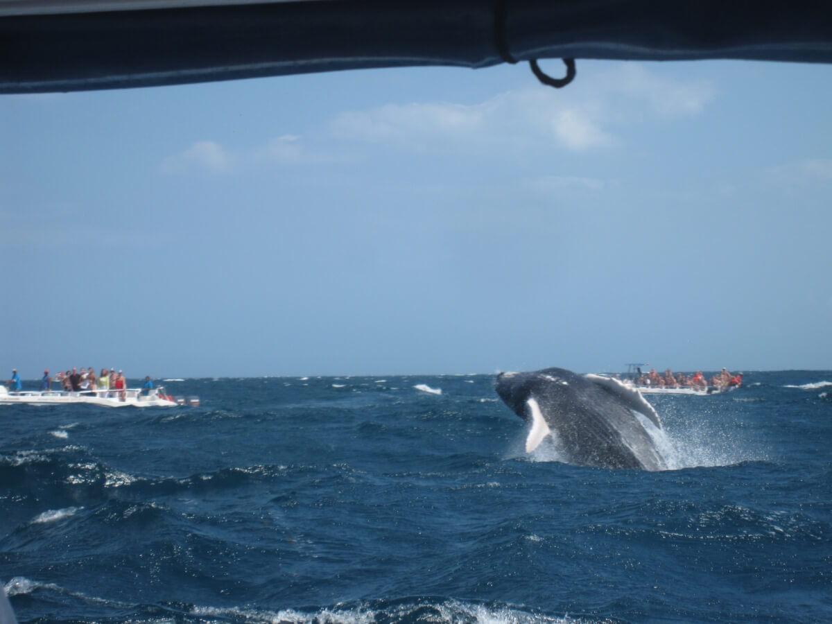 Whales of Samana by Mike LaMonaca via Flickr